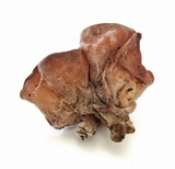 Auricularia angiospermarum image