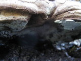 Ganoderma adspersum image