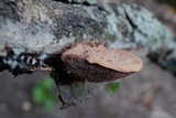 Hapalopilus rutilans image