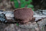 Hapalopilus rutilans image