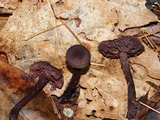 Inocybe tahquamenonensis image