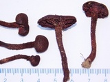 Inocybe tahquamenonensis image