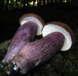 Tylopilus plumbeoviolaceus image