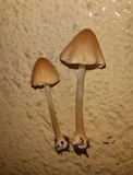 Conocybe hornana image
