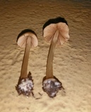 Conocybe hornana image