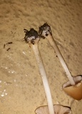 Conocybe hornana image