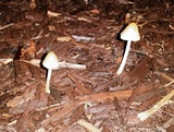 Conocybe hornana image