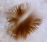 Conocybe hornana image