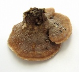 Gloeoporus dichrous image