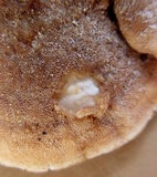Gloeoporus dichrous image