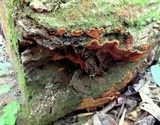 Fuscoporia ferruginosa image