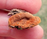 Fuscoporia ferruginosa image