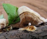 Trametes villosa image