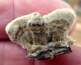 Trametes villosa image