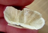 Trametes villosa image