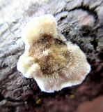 Trametes villosa image