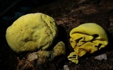 Entonaema liquescens image