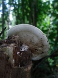 Trametes pavonia image