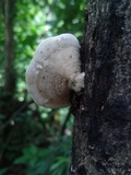 Trametes pavonia image