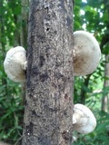 Trametes pavonia image