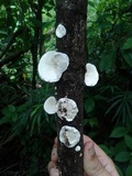 Trametes pavonia image