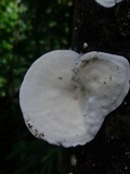 Trametes pavonia image