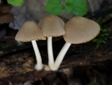 Psathyrella piluliformis image