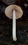 Psathyrella piluliformis image