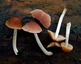 Psathyrella piluliformis image