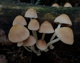 Psathyrella piluliformis image