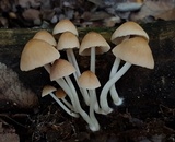 Psathyrella piluliformis image
