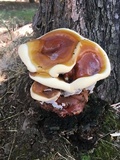 Ganoderma polychromum image