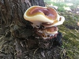 Ganoderma polychromum image