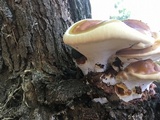 Ganoderma polychromum image