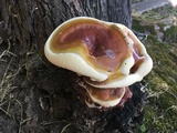 Ganoderma polychromum image