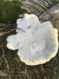 Ganoderma polychromum image
