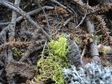 Letharia lupina image