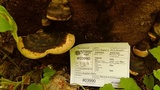 Fomitopsis ochracea image