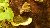 Fomitopsis ochracea image