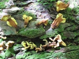 Spathulariopsis velutipes image