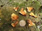 Spathulariopsis velutipes image