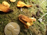 Spathulariopsis velutipes image