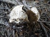 Lycoperdon subcretaceum image