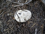Lycoperdon subcretaceum image