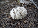 Lycoperdon subcretaceum image