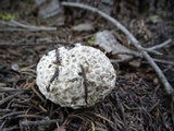 Lycoperdon subcretaceum image