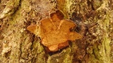 Phellinus gilbertsonii image
