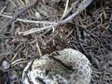 Lycoperdon subcretaceum image