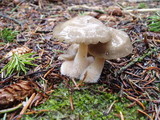 Mycena overholtsii image