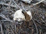 Lycoperdon subcretaceum image